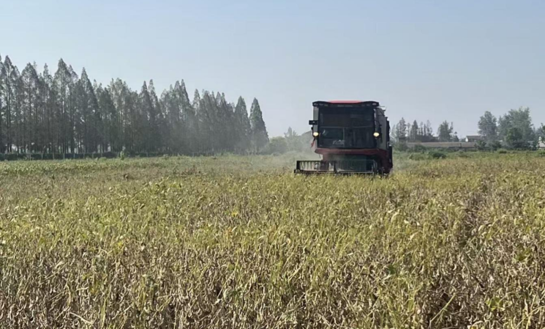 因種制宜 精準開鐮——大豆品比試驗田按下“分批收割啟動鍵”