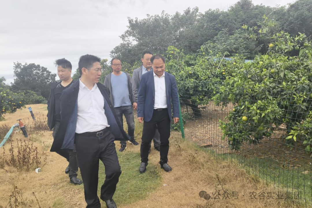 農(nóng)谷實(shí)業(yè)集團(tuán)董事長楊小明調(diào)研果凍橙示范種植基地